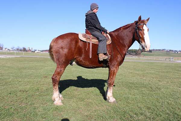 husband-safe-draft-horse