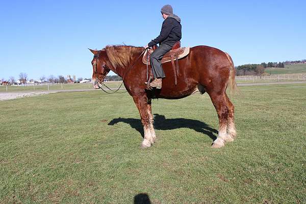 driving-draft-horse