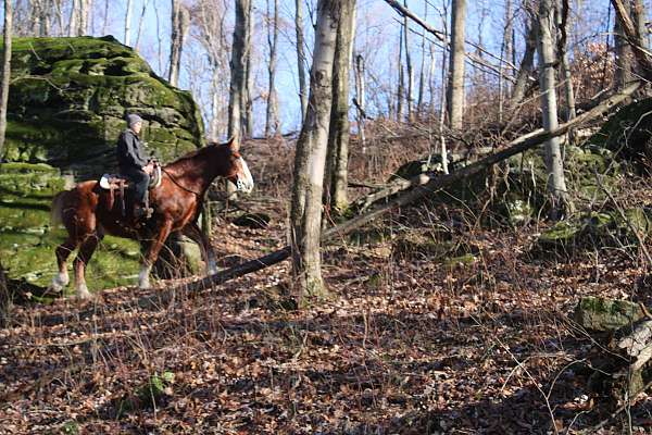 parade-draft-horse