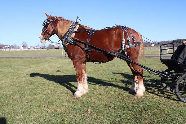 pleasure-driving-draft-horse