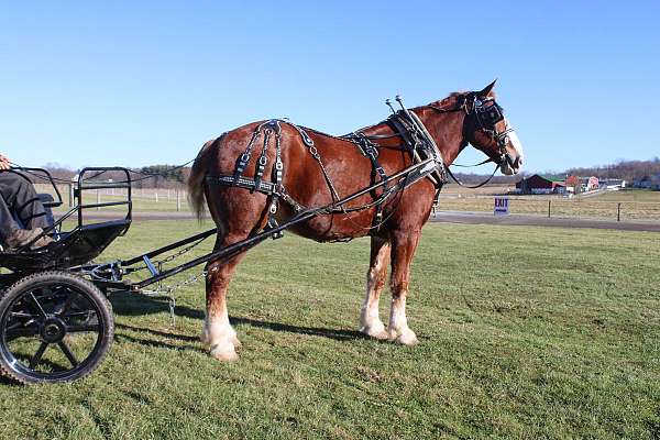 team-driving-draft-horse