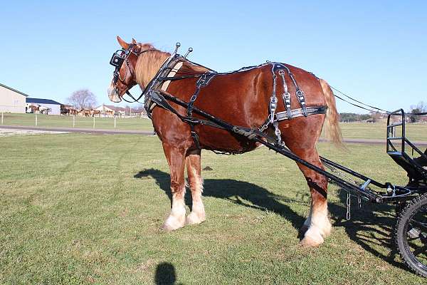 trail-draft-horse