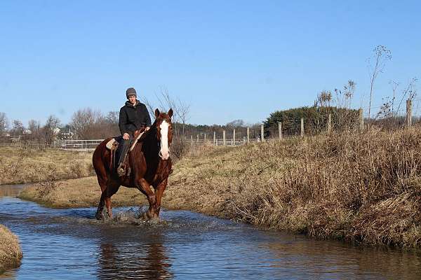 blagdon-draft-horse