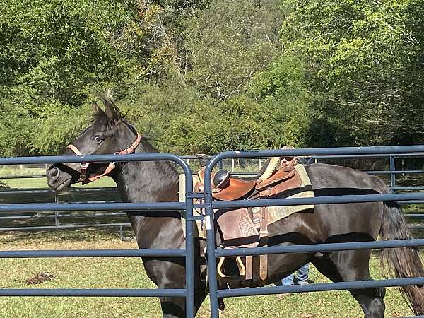 tennessee-walking-gelding