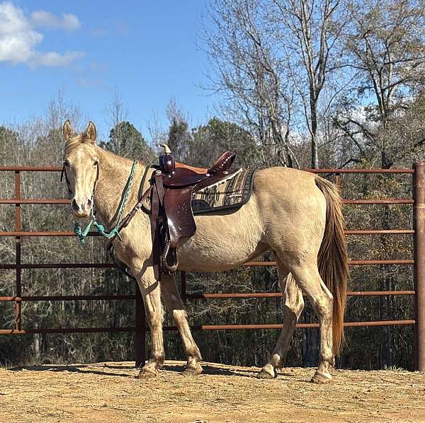 barrel-palomino-rocky-mountain-horse