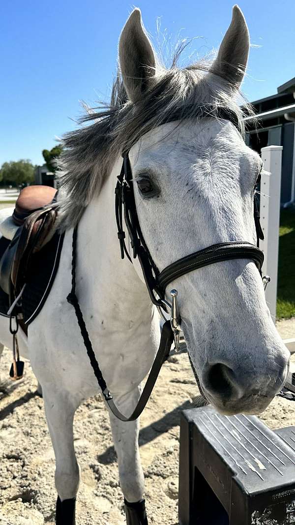 first-jumper-welsh-pony