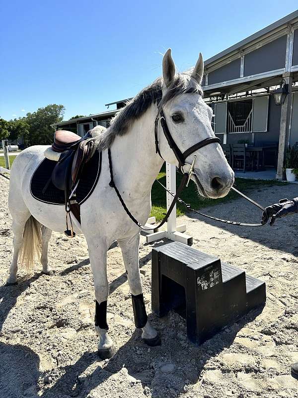 gentleman-welsh-pony