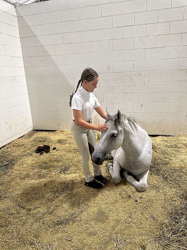 handle-welsh-pony