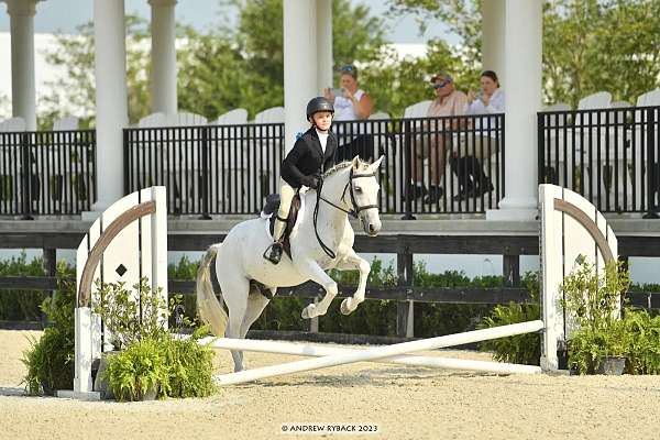 learn-to-canter-welsh-pony