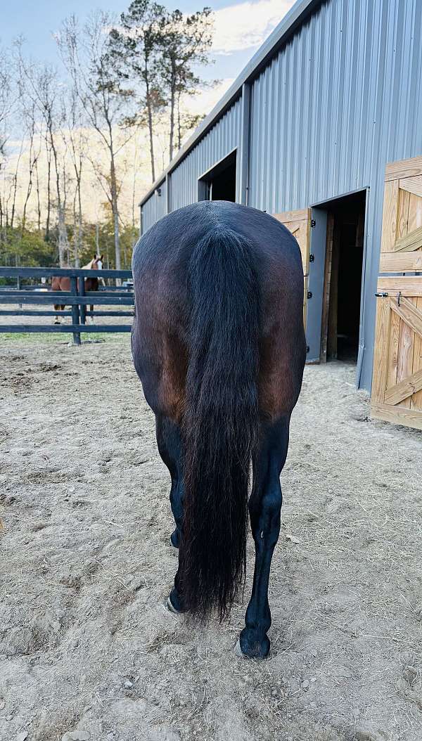 big-beautiful-quarter-horse