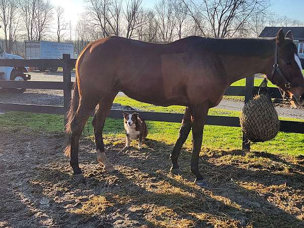 blaze-hind-sock-horse