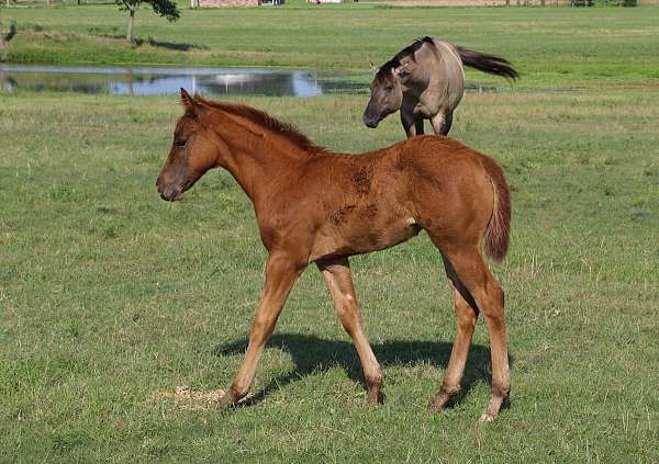 sorrel-star-left-rear-pastern-horse