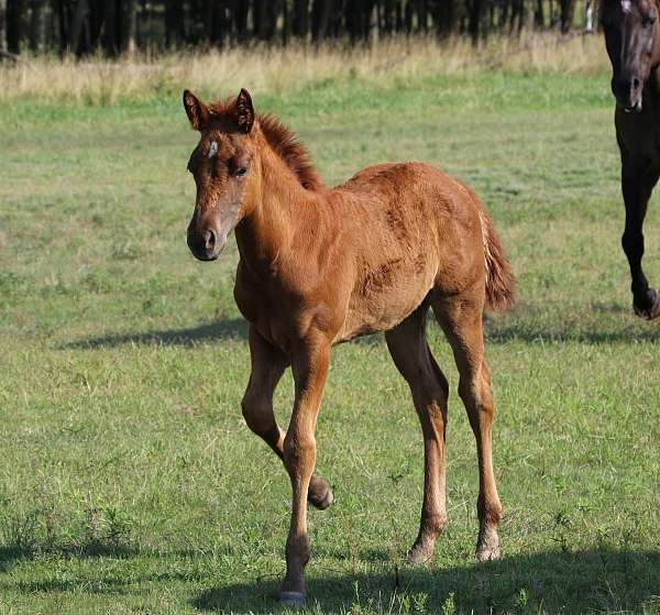 star-left-rear-pastern-horse