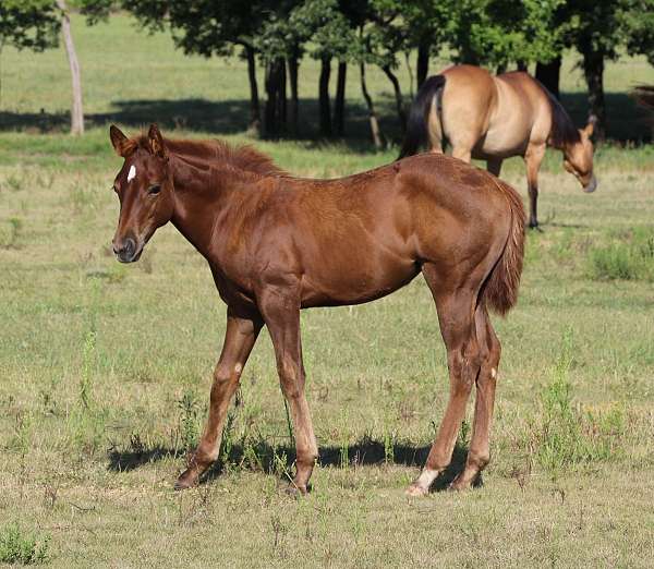 ben-mark-quarter-horse