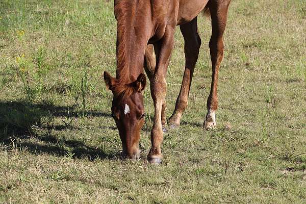 aqha-champion-quarter-horse