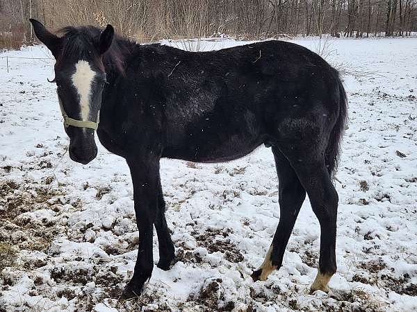 star-stripe-2-hind-stockinga-horse