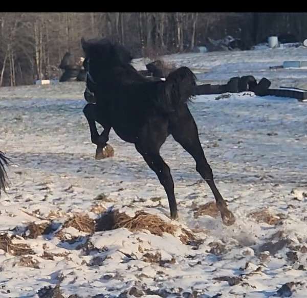 grey-star-stripe-2-hind-stockinga-horse