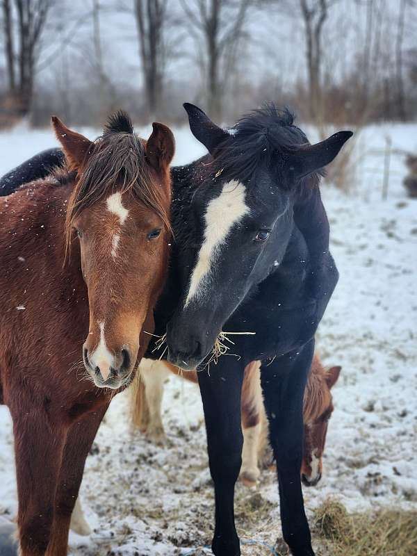 mix-warmblood-horse