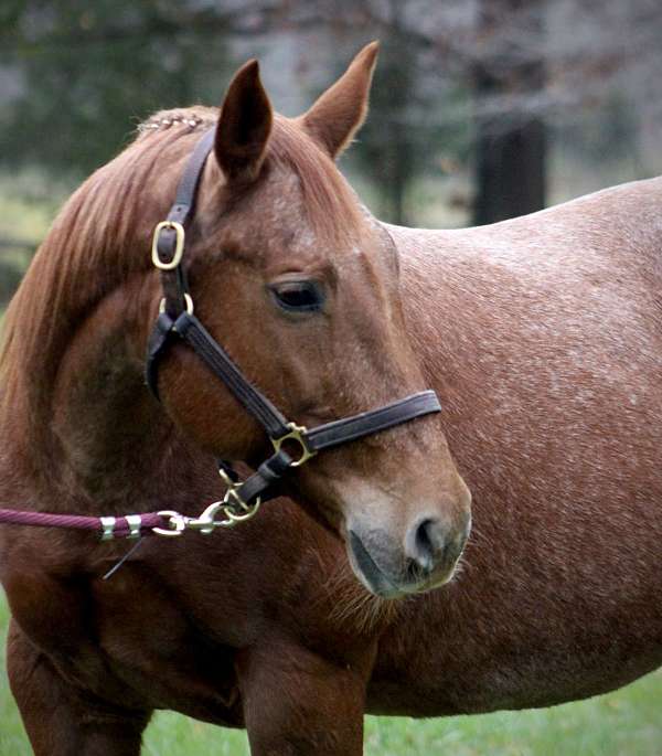 all-around-quarter-horse