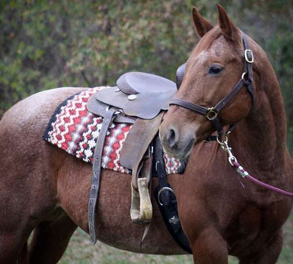 available-quarter-horse