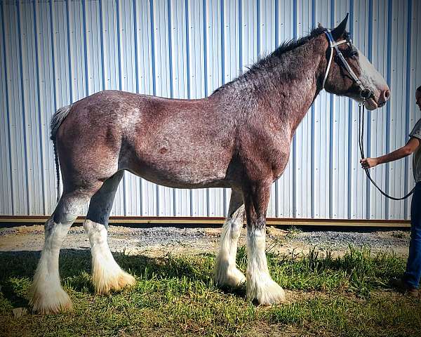 around-clydesdale-horse