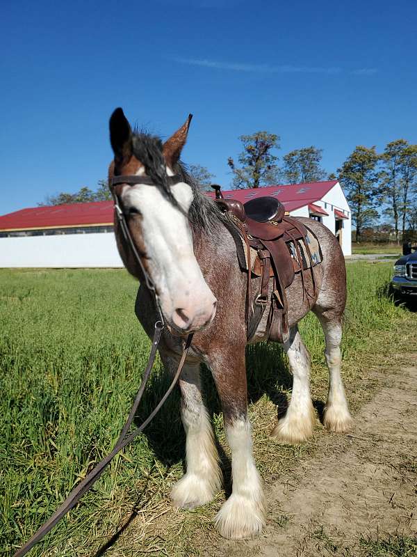 barefoot-clydesdale-horse