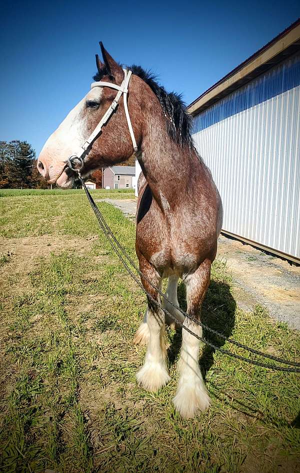 beginner-safe-kid-pony-clydesdale-horse