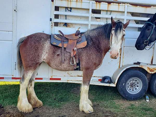 best-clydesdale-horse