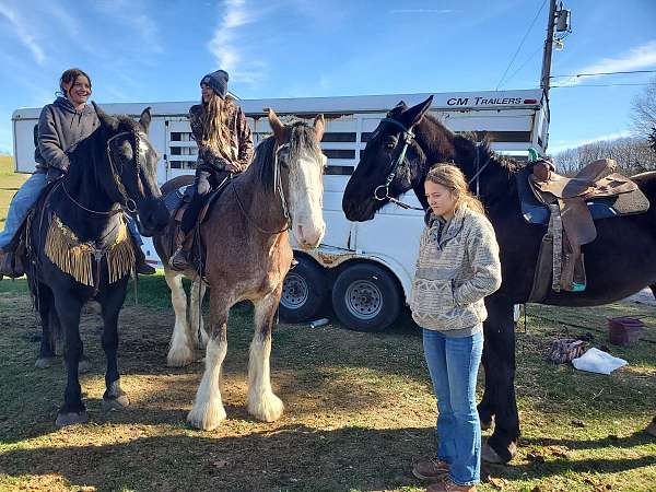 bid-clydesdale-horse