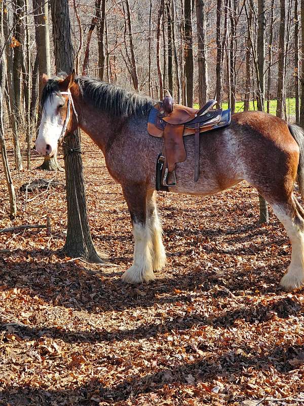 buy-clydesdale-horse