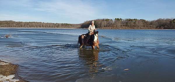 california-clydesdale-horse