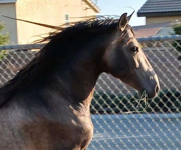 andalusian-stallion