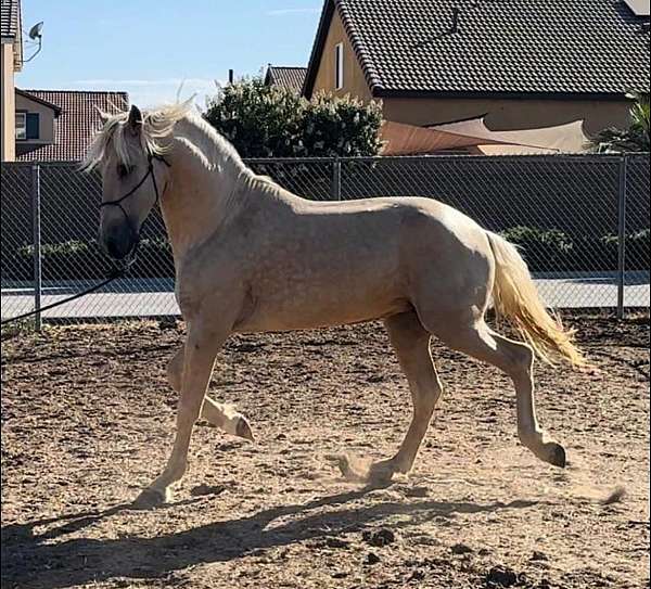 andalusian-stallion