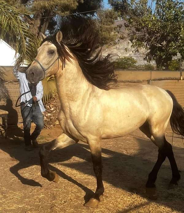 andalusian-stallion