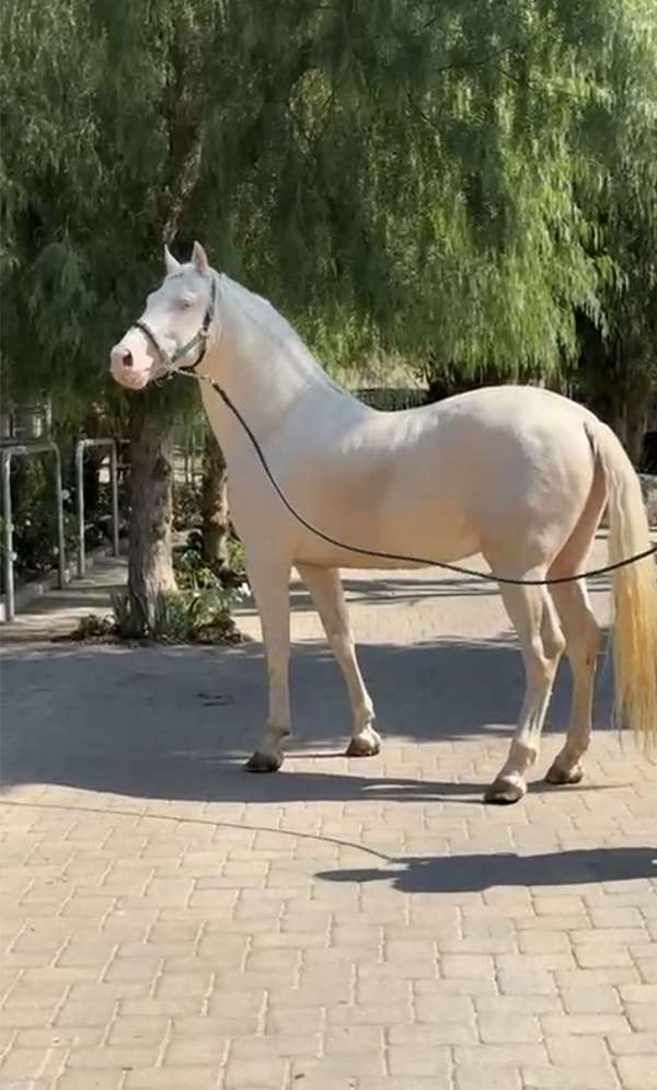 andalusian-stallion