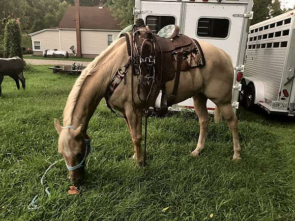 star-snip-on-face-some-white-above-hoof-front-legs-with-2-back-stockings-horse