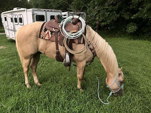 palomino-star-snip-on-face-some-white-above-hoof-front-legs-with-2-back-stockings-horse