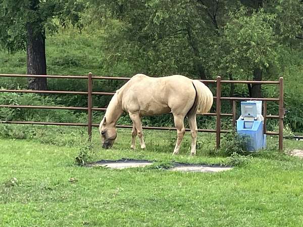 ranch-work-quarter-horse