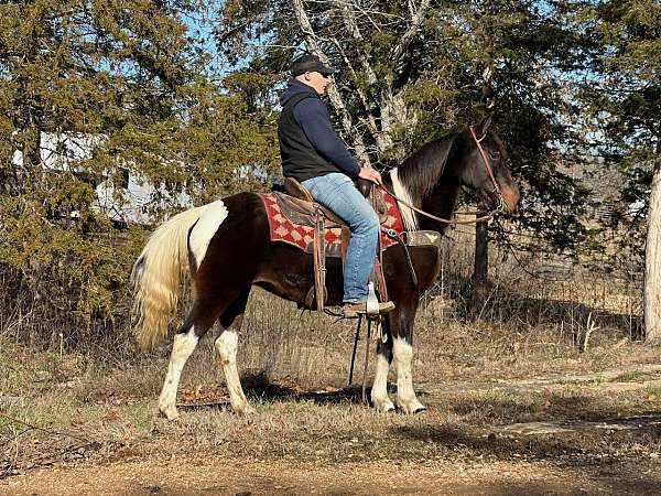 bay-white-horse