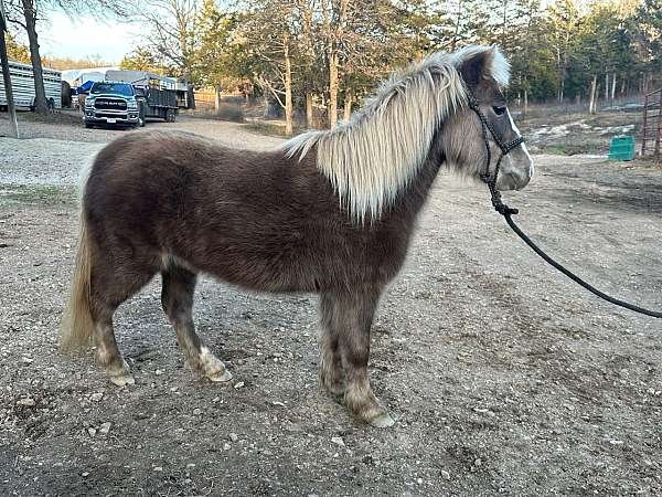 driving-pony