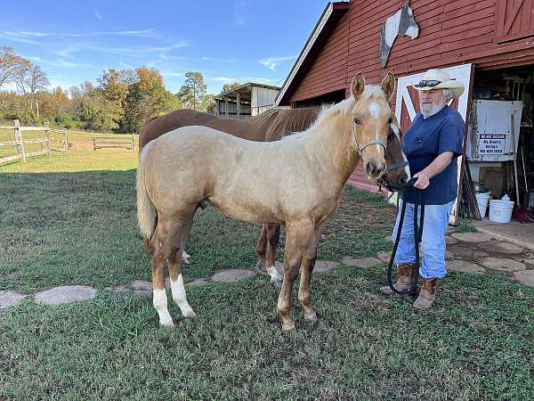 genuine-quarter-horse