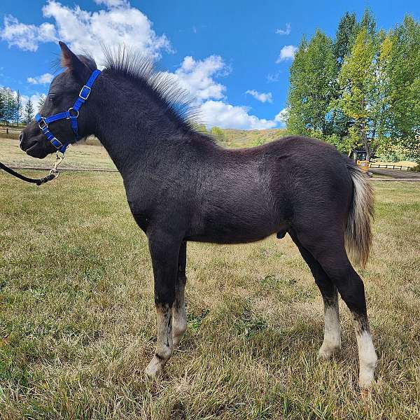 all-around-welsh-pony