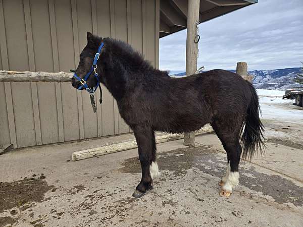 color-welsh-pony