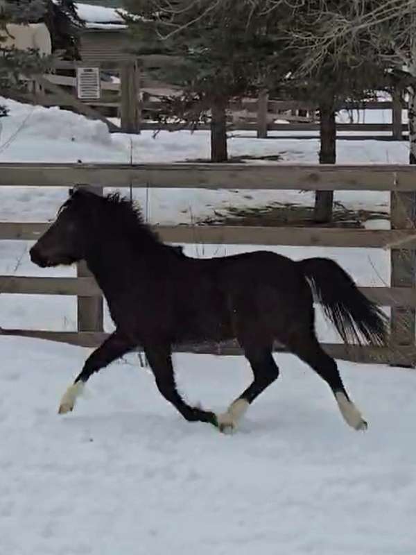 all-around-welsh-pony