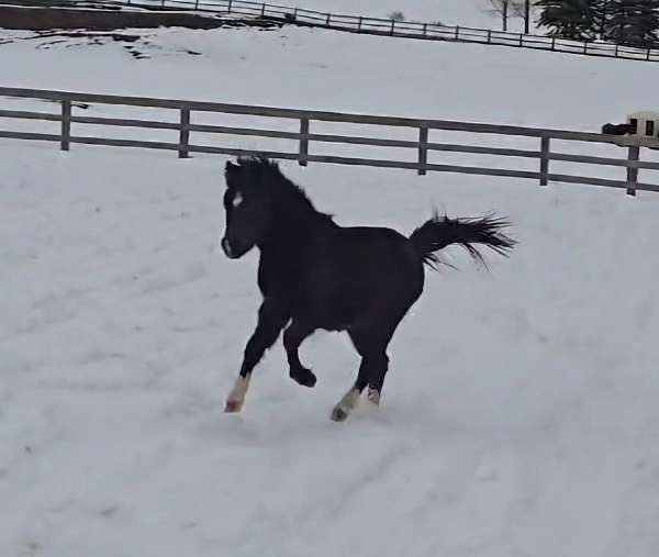 color-tested-welsh-pony