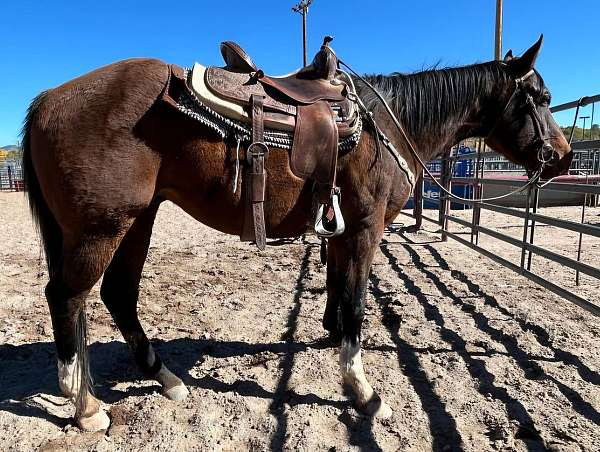 therapy-gelding-stallion