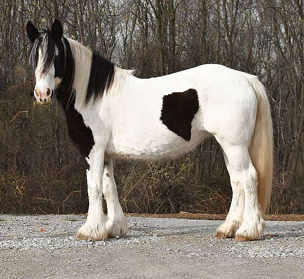 panda-gypsy-vanner-horse