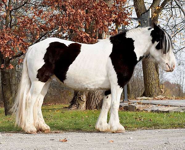 rides-well-gypsy-vanner-horse