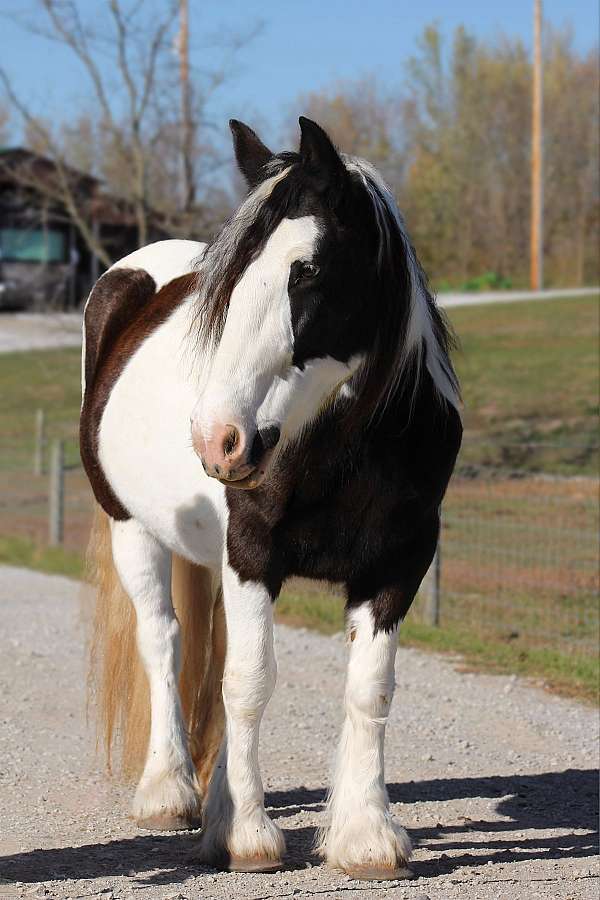 sells-gypsy-vanner-horse