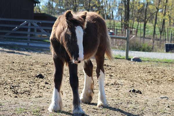 stand-tied-gypsy-vanner-horse